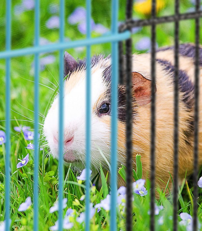 Tarc pentru animale mici de companie, 8 elemente, H 24 cm, Multicolor