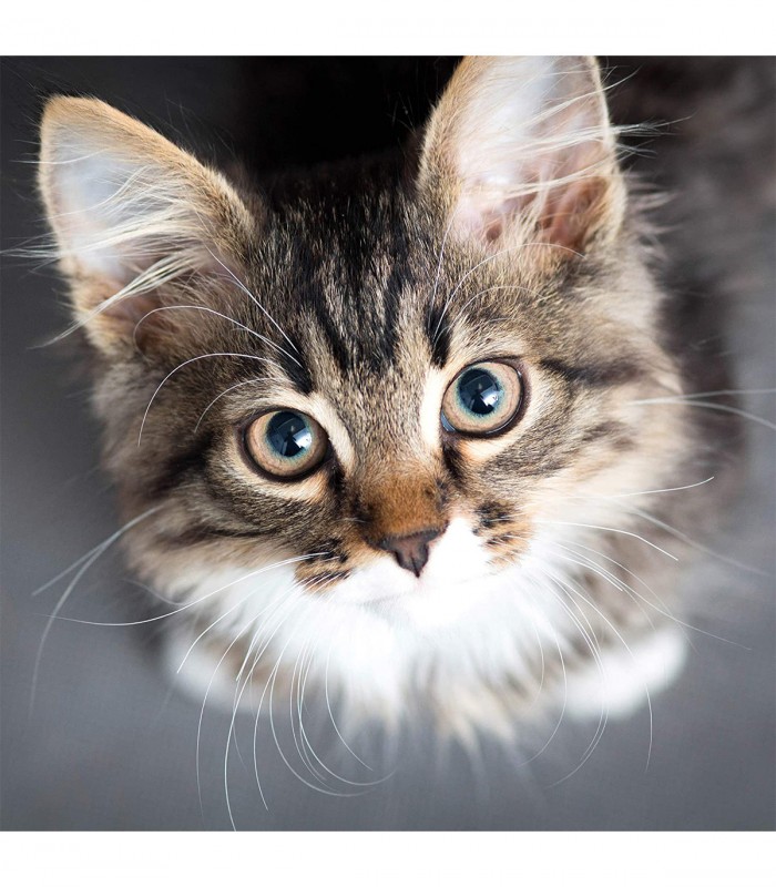 Stalp de zgariat pentru pisici, cu minge de joc si capac de plus, Negru, 31 x 31 x 56 cm